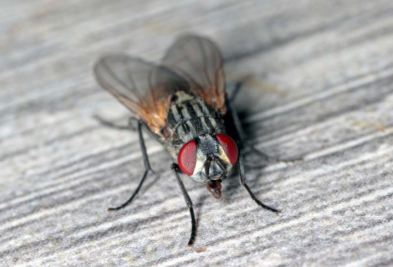 How to Get Rid of Flies? 4 Highly Effective Flies Control Methods