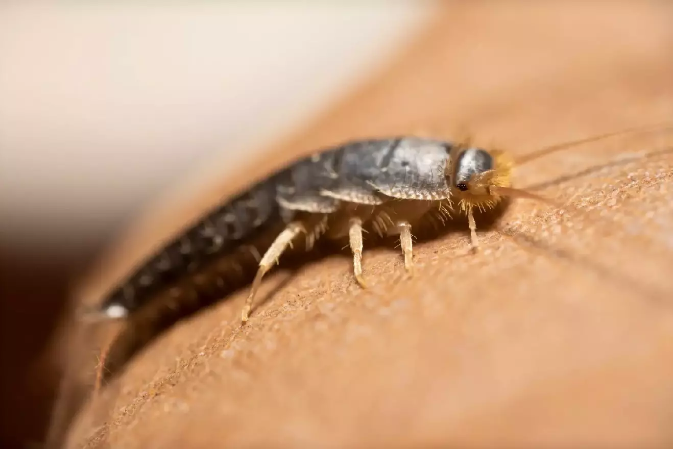 Silverfish Pest Control - 6 Proven Ways to Get Rid of Silverfish