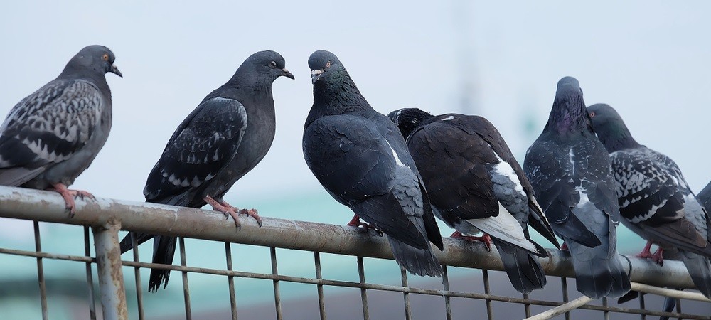 How to get rid of pigeons using chemicals?