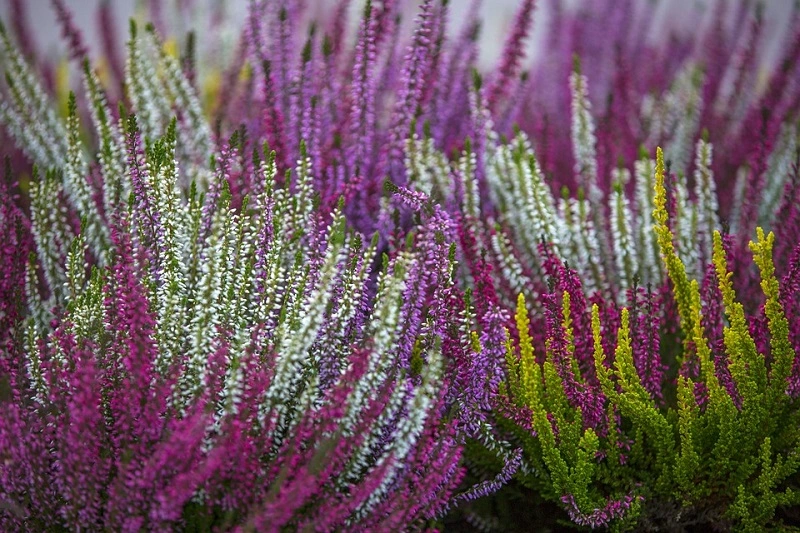 How to overwinter potted heather plants?