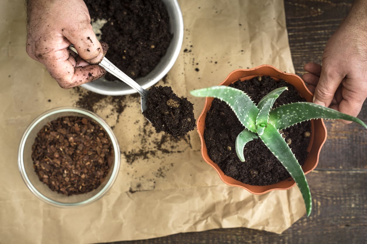 How to propagate aloe plants at home?