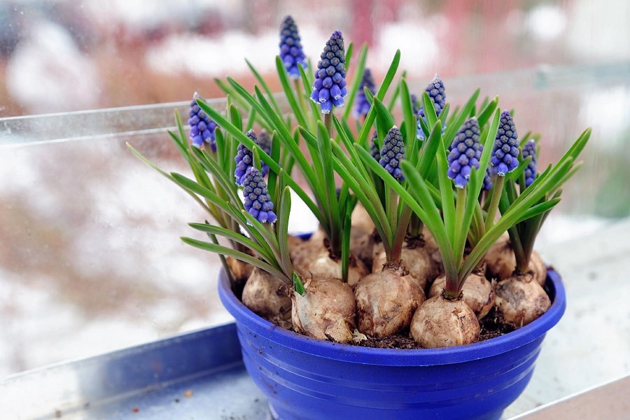 Hyacinth propagation – is it easy?