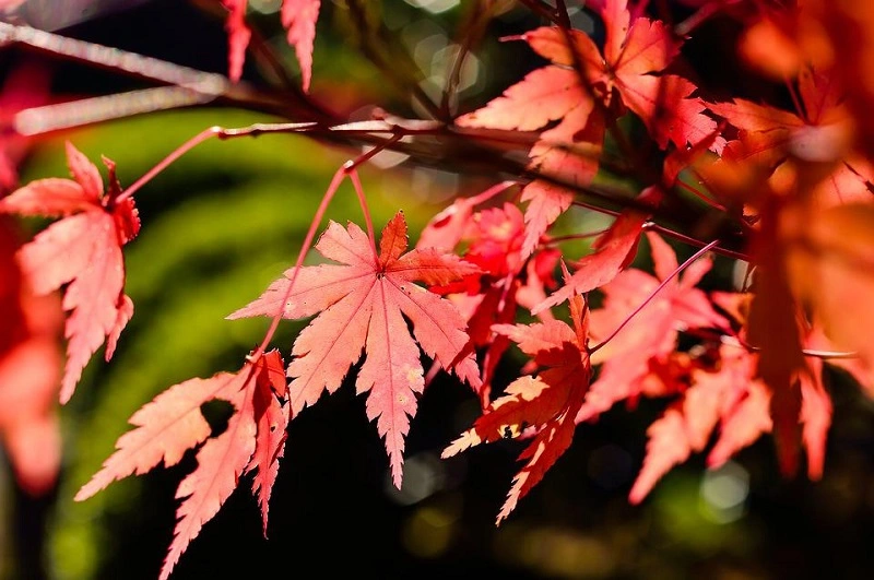 How to propagate red maple?