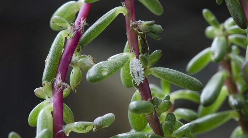 How to identify mealybugs on plants?
