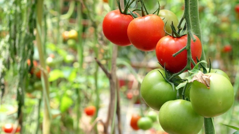 Wie man Tomaten anbaut?