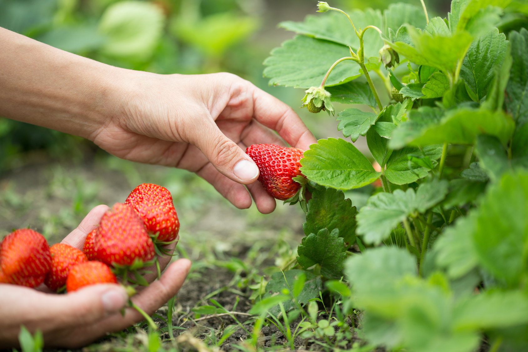 Pflege von Erdbeerpflanzen - muss man sie düngen?