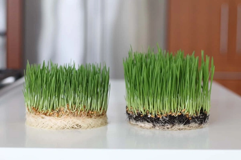 How to sow natural Easter grass?