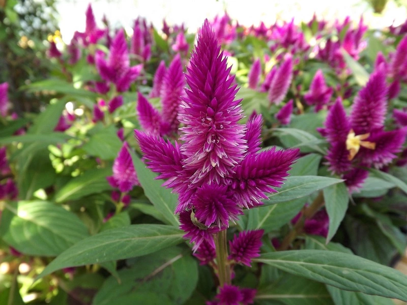 What does celosia look like?