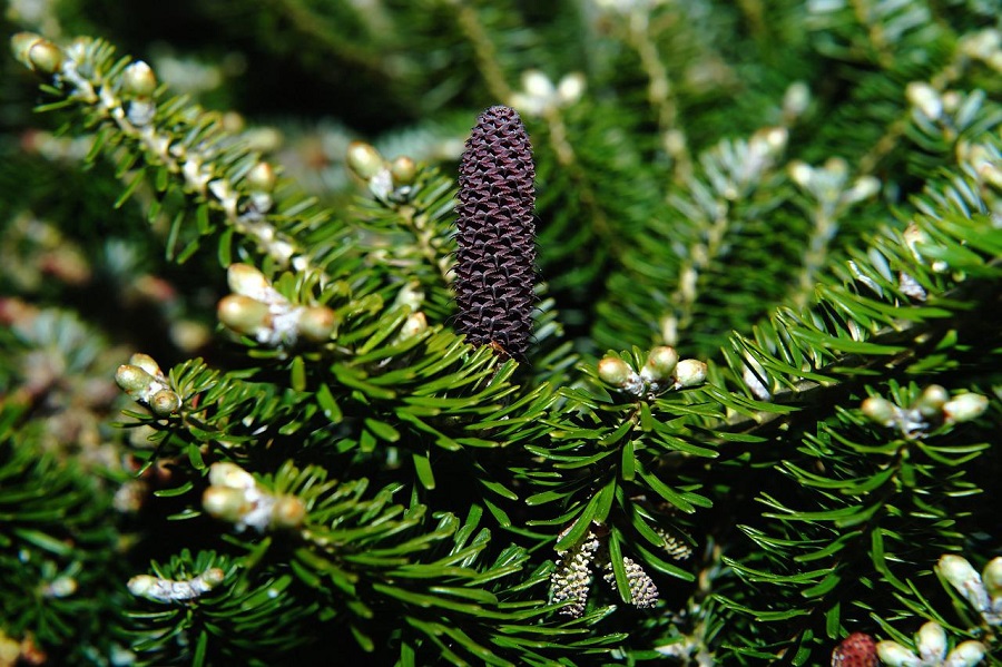 Korean fir – what kind of tree is it?