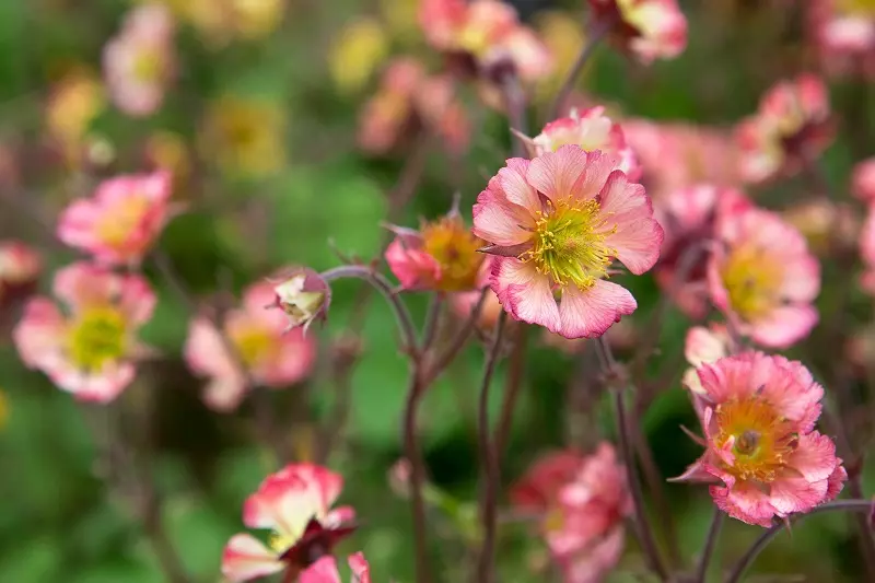 What does geum look like?