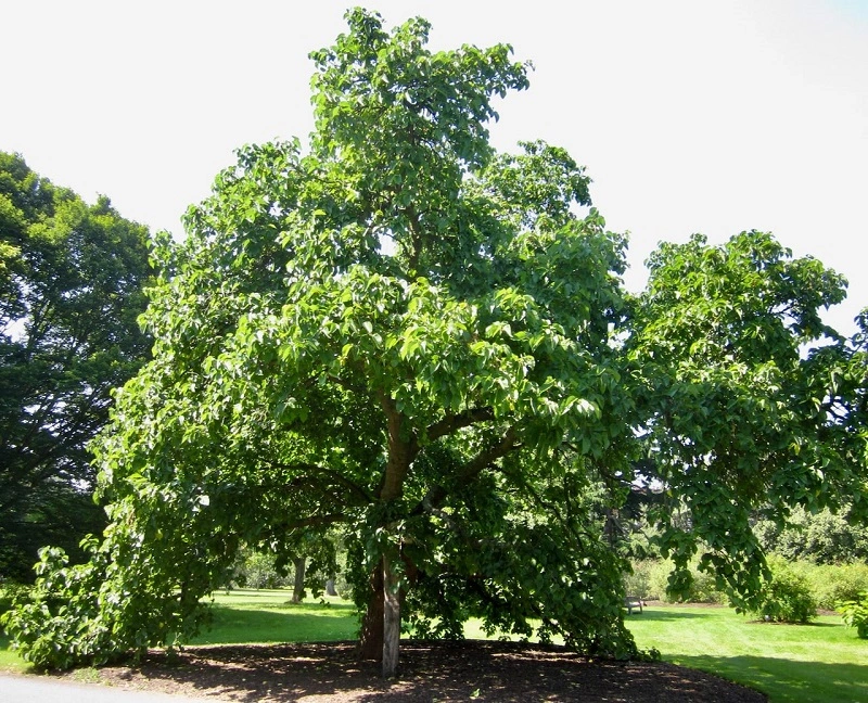 What does black mulberry tree look like?