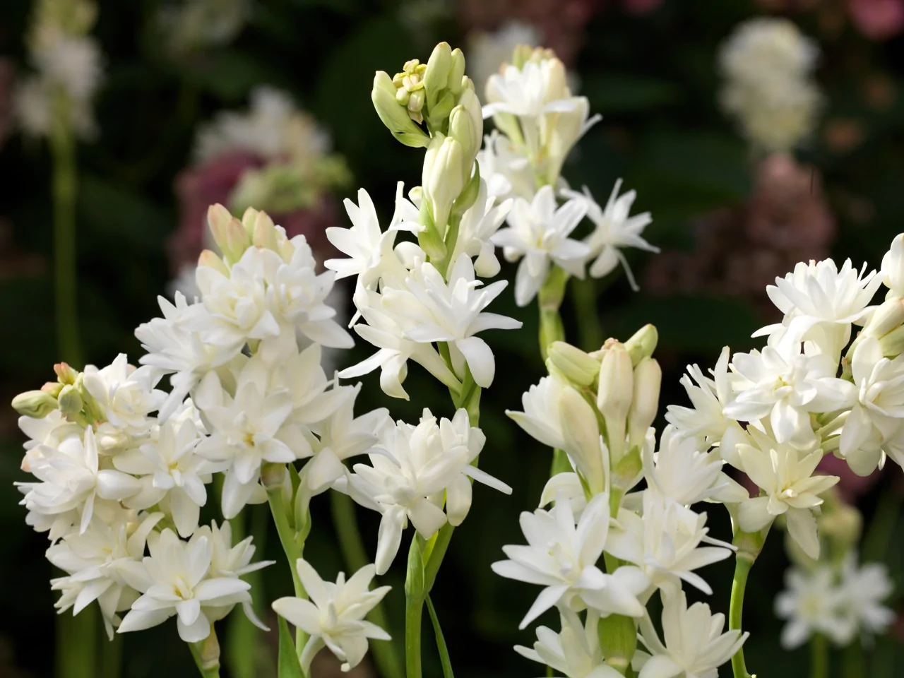 What does tuberose look like?