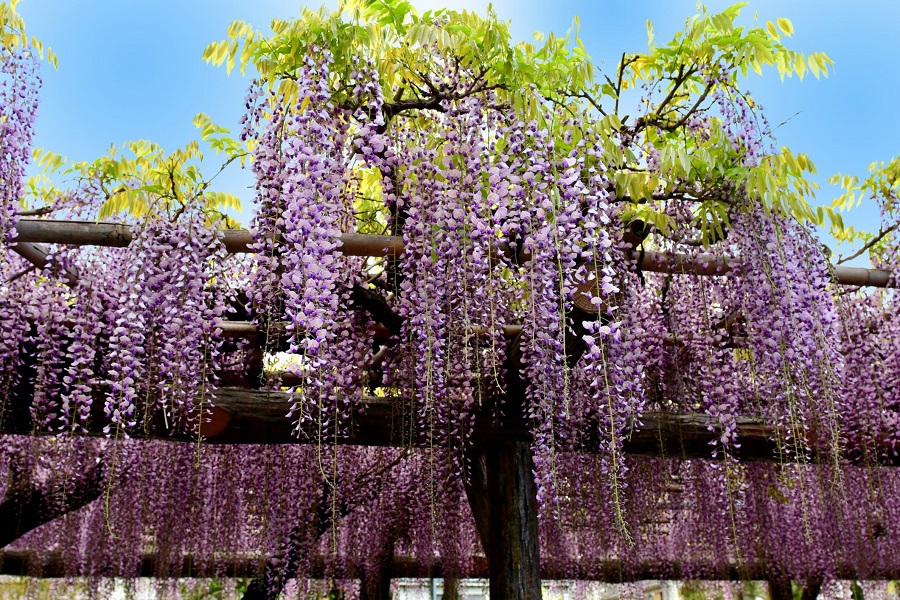 What does wisteria look like?
