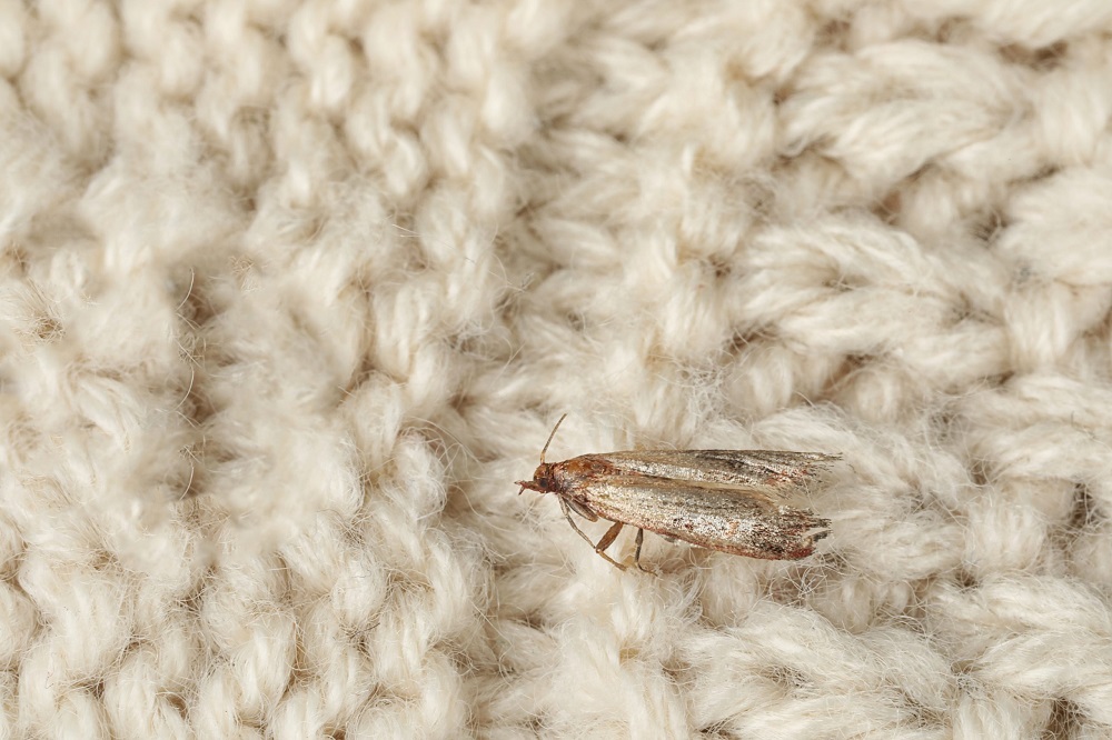 What do clothes moths look like?