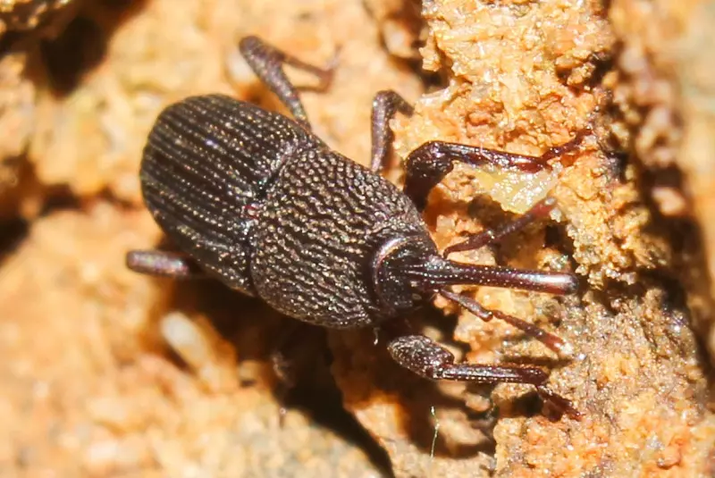 What does the wheat weevil look like?