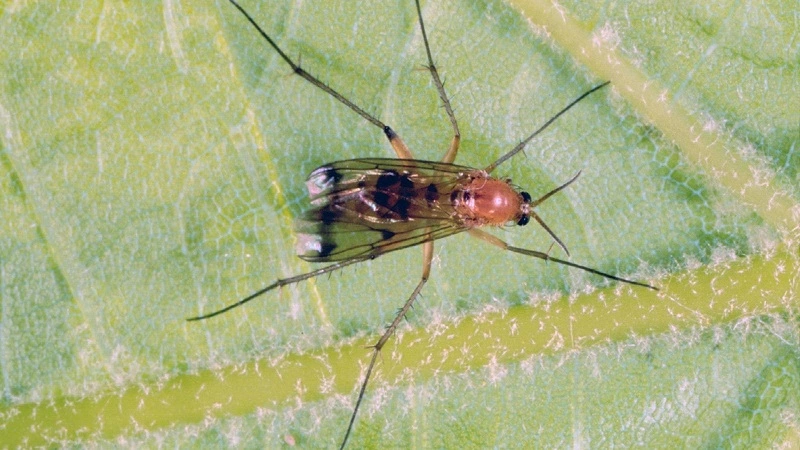 What do fungus gnats look like?