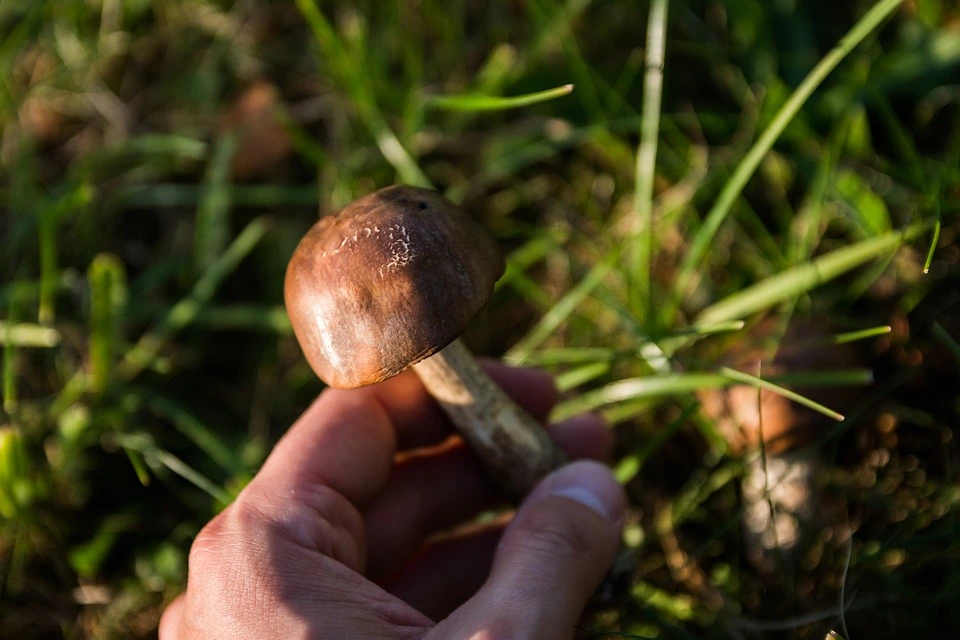 Come raccogliere i funghi? Diventa un vero cacciatore di funghi!