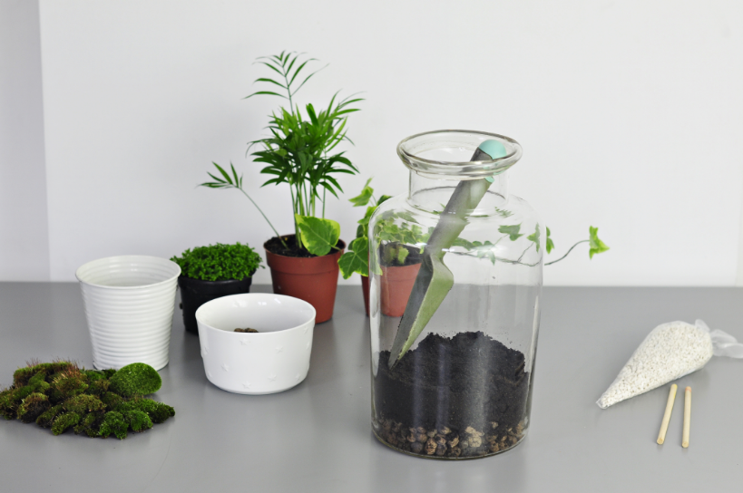 Plantes pour terrarium