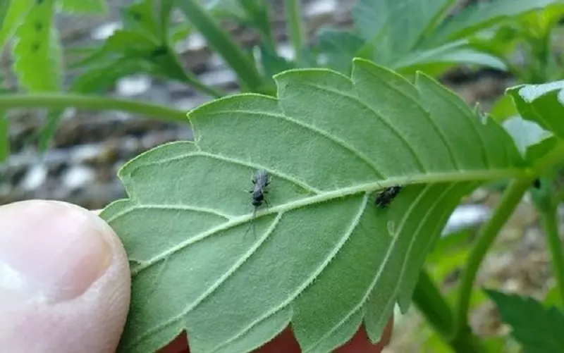 Est-il difficile de se débarrasser des mouches des terreaux ?