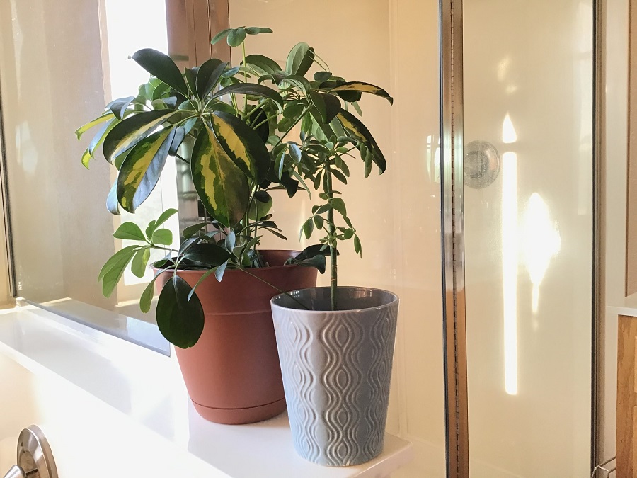 What is the best soil for an umbrella plant?