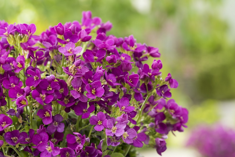 What is the best soil for rock cress?