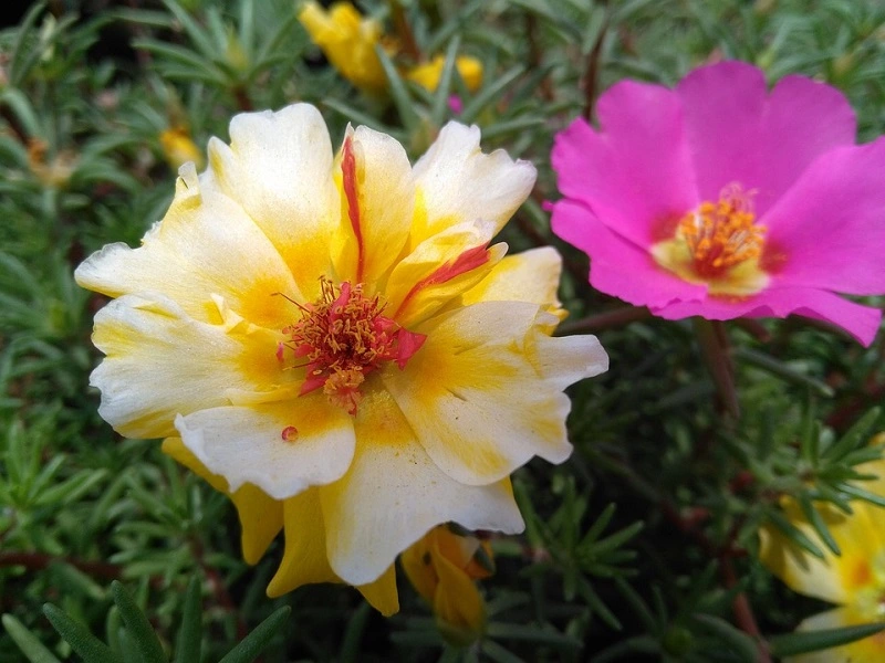 Portulaca – what kind of plant is it?