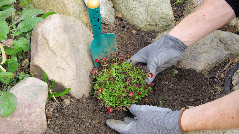 What are the best rock garden plants - annuals or perennials?