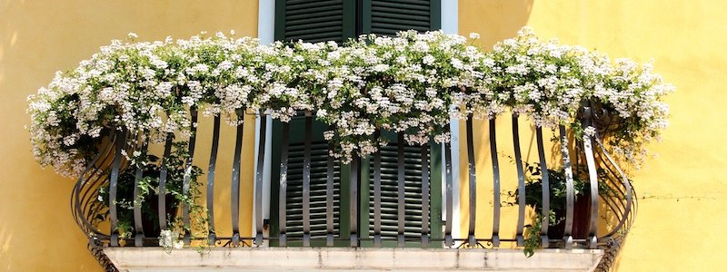 Jakie kwiaty na balkon południowy, nasłoneczniony?