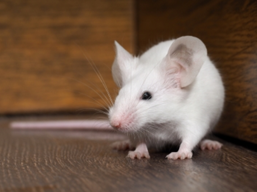 What are the possible dangers of mice in the house?