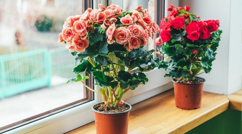 Begonia care - what does the plant need?