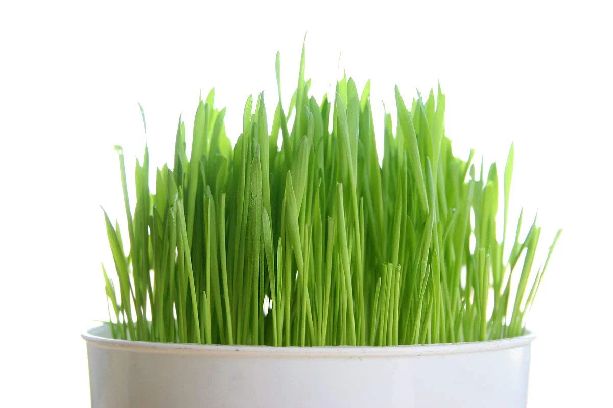Как использовать настоящую пасхальную траву?