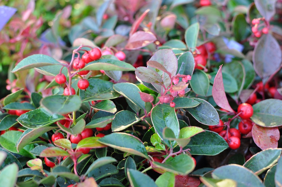 What is the best soil for a wintergreen shrub?