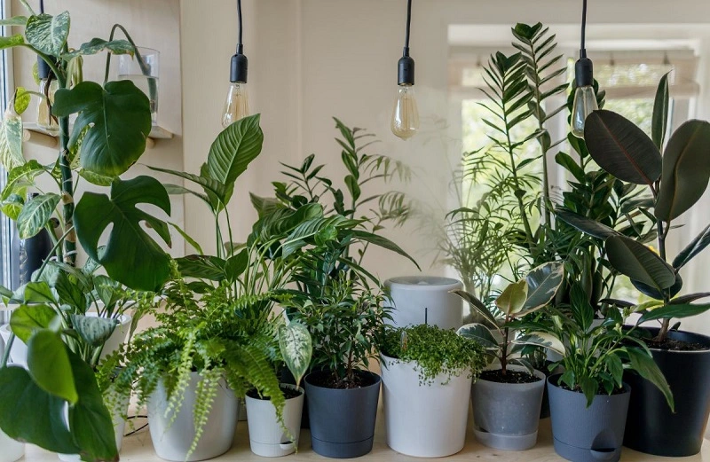 What is the best location for low-light houseplants?