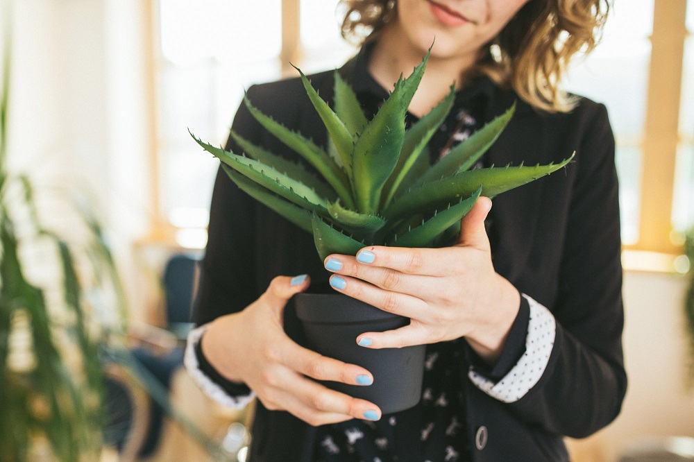 Dove tenere una pianta di aloe in vaso?