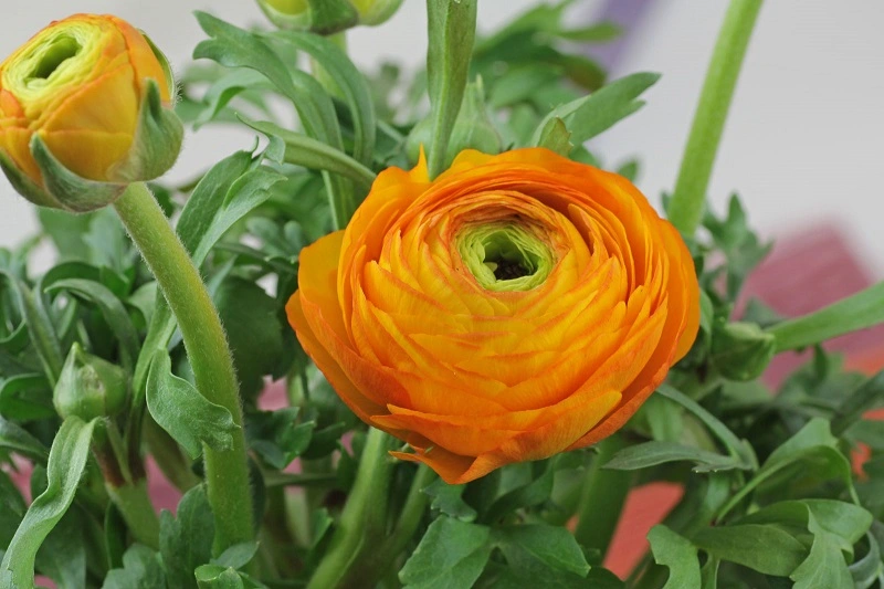 Persian buttercup – what kind of plant is it?