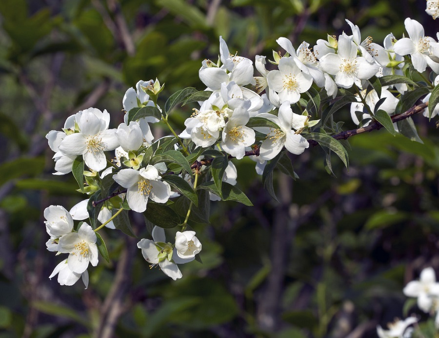 Mock orange – what kind of plant is it and what does it look like?