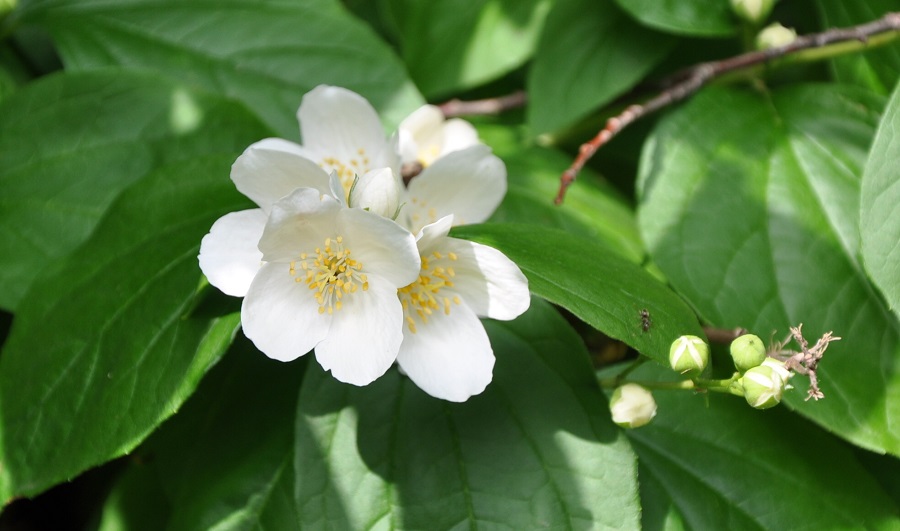Do mock orange bushes need a special soil for growth?