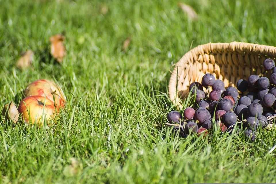 Fall lawn maintenance – take care of the last mowing