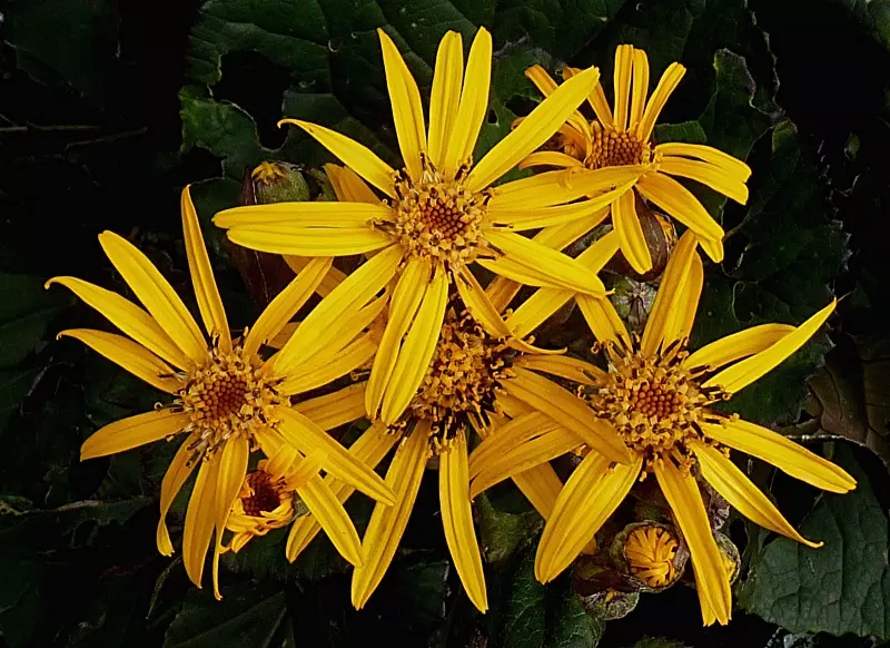 Summer ragwort (Ligularia dentata)