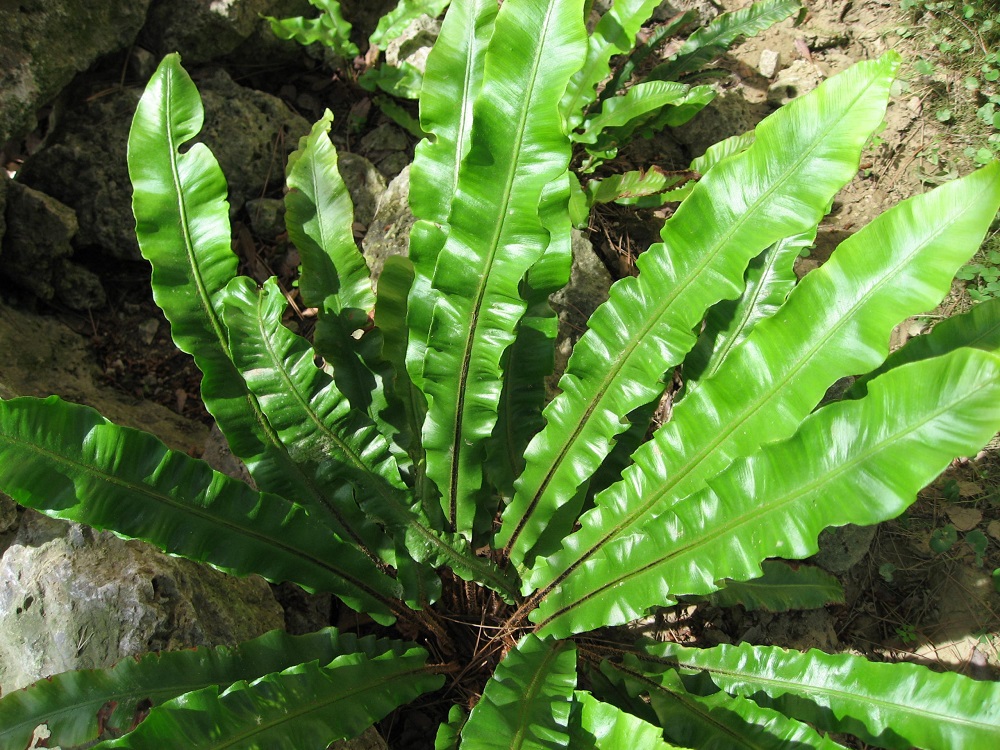 Hart's-tongue fern (Phyllitis skolopendrium)