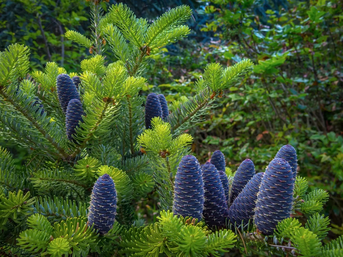 Korean Fir Tree - Care, Cultivation, Varieties and Problems