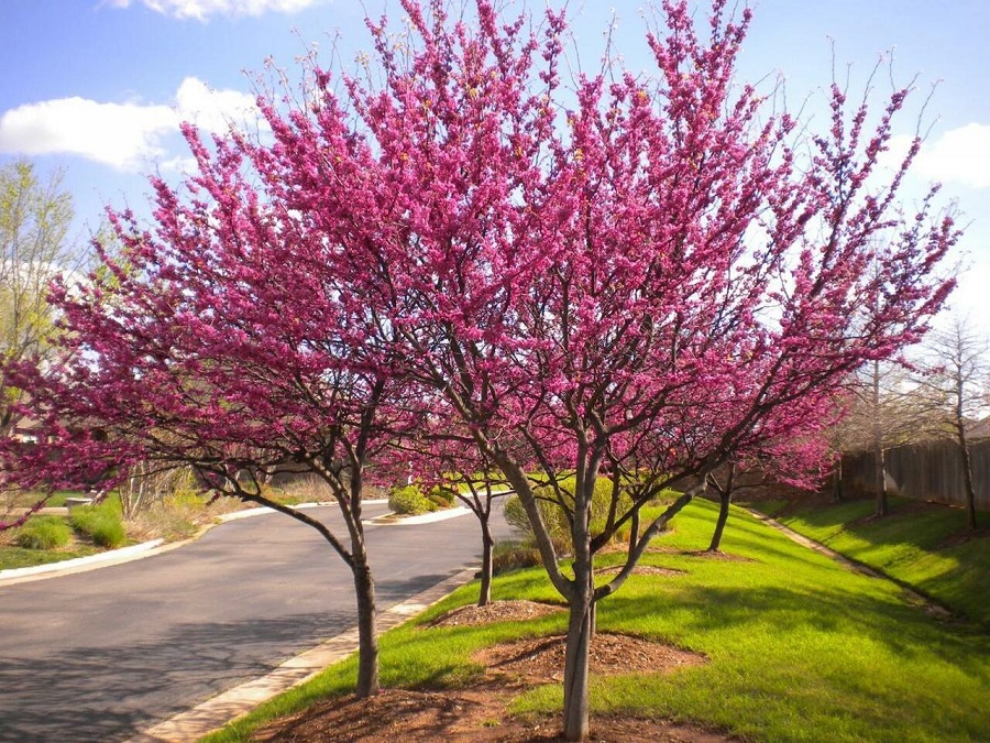 Redbud tree – what kind of tree is it and what does it look like?