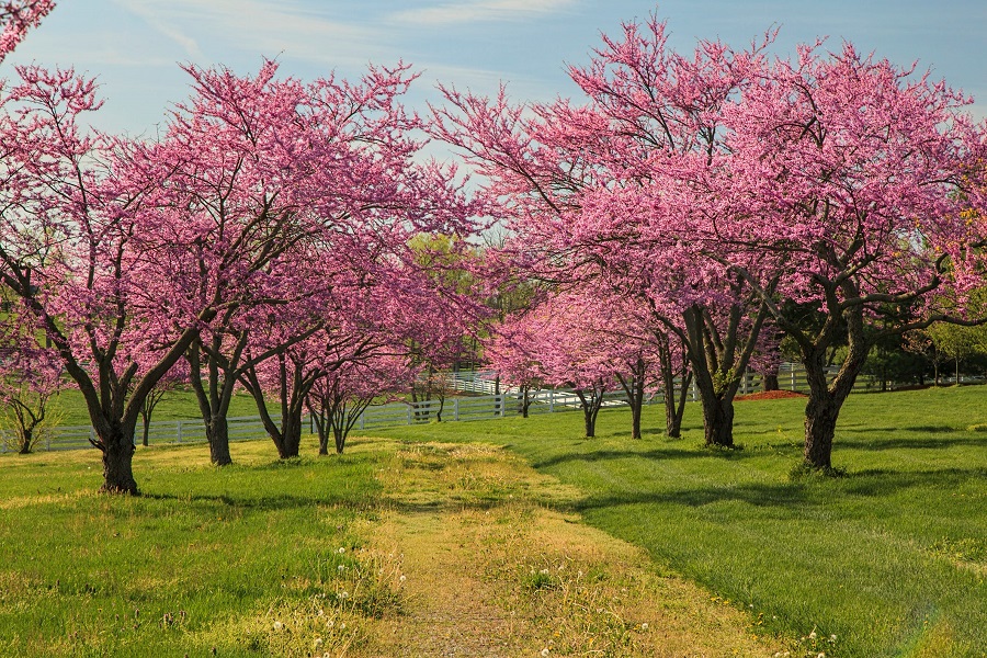 What are the most common diseases and pest attacking redbud trees?