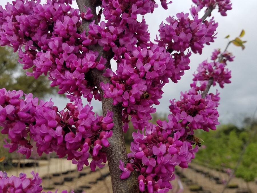 How to protect a redbud tree from low temperatures?