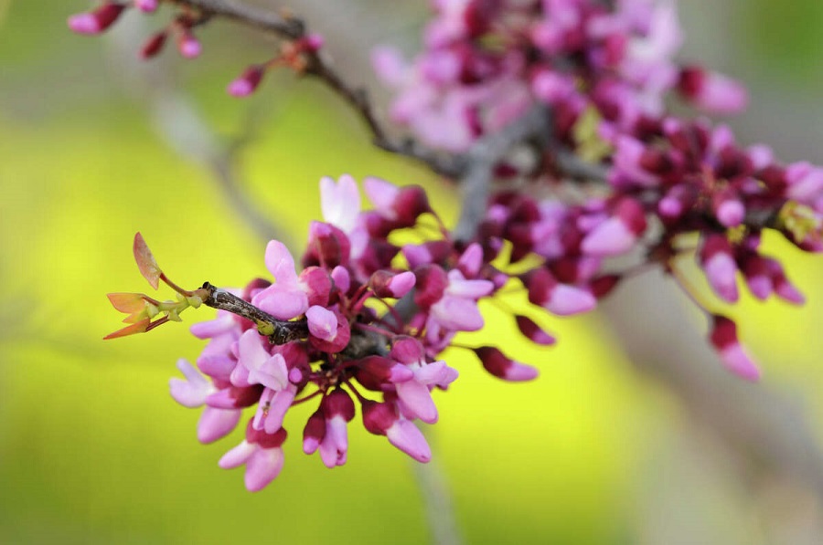 Redbud tree – how much does a seedling cost?