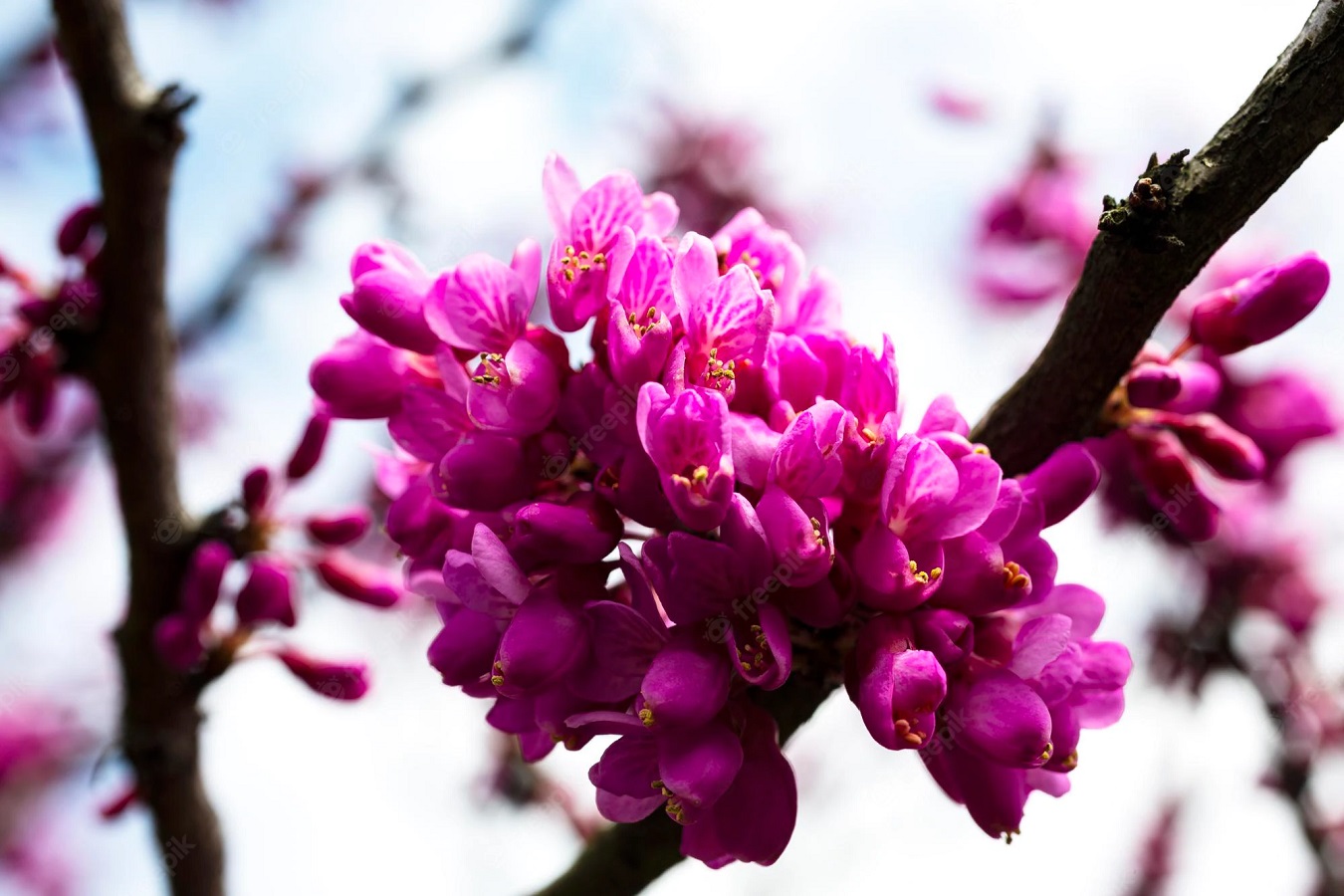 Redbud Tree - Varieties and How to Care for Cercis Trees