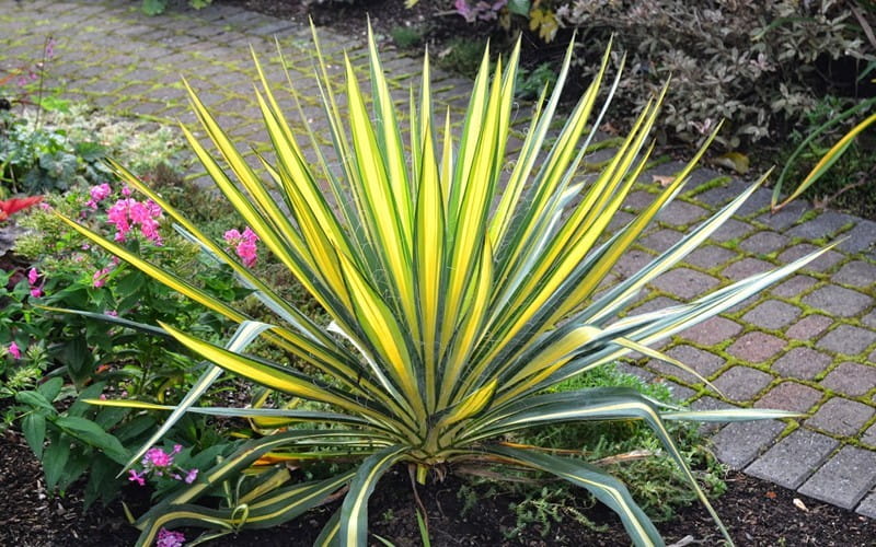 4 most popular types of yucca plant for gardens