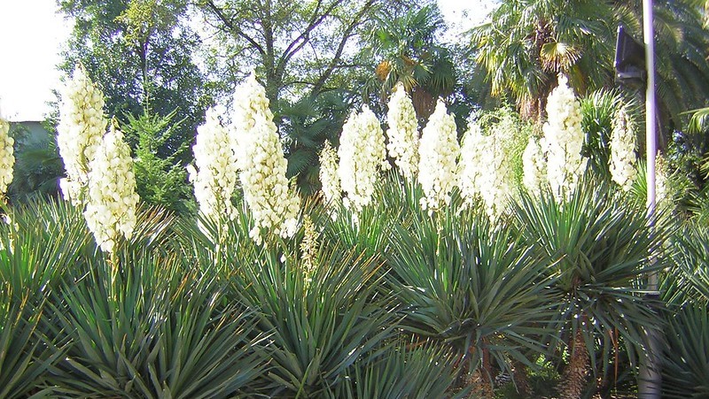 1 Large Yucca Plant 30 Inches White Flower Landscaping 