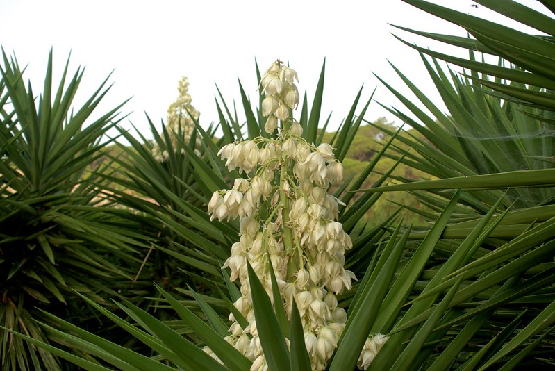 Yucca plant – care and blooming