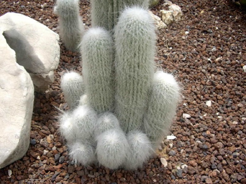 Alter Mann Kaktus - Cefalocereus